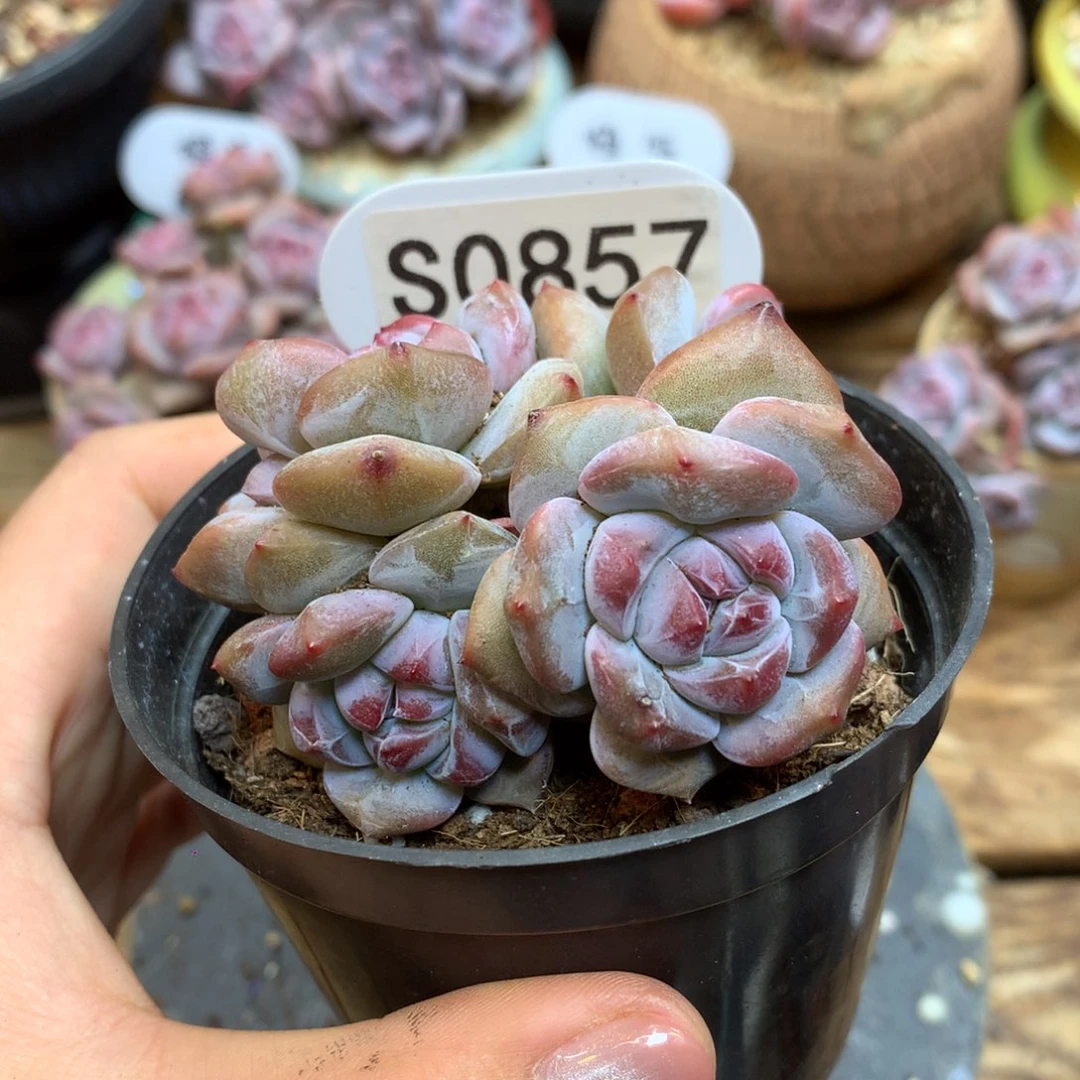 S0857 突尼斯 模特同款 福利