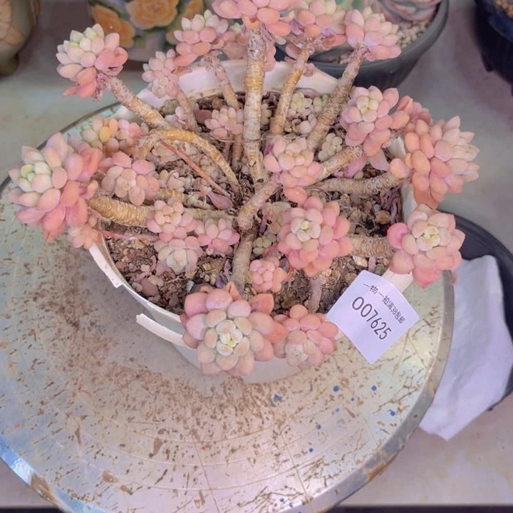 多肉一物一拍7625