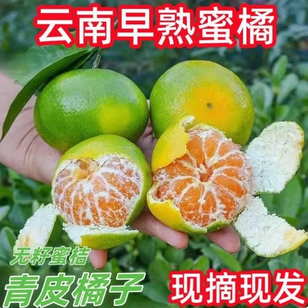 【七分酸三分甜】云南无籽青皮橘子新鲜桔子应季水果孕妇酸甜多汁