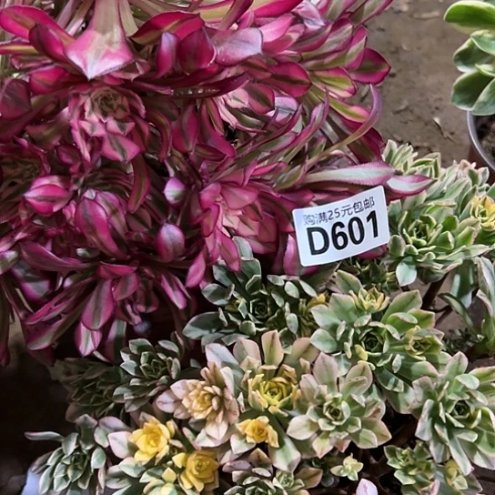 $****&多肉植物两个