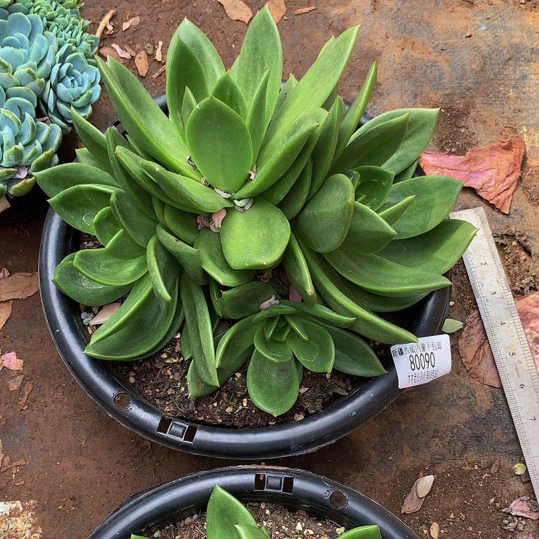 荷****T   翠花80090