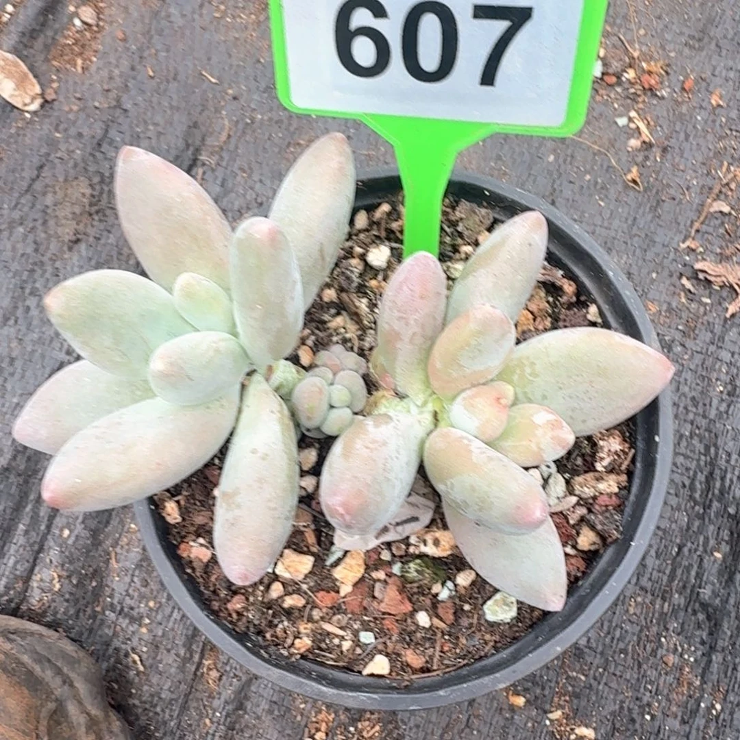 白兰地多肉植物607