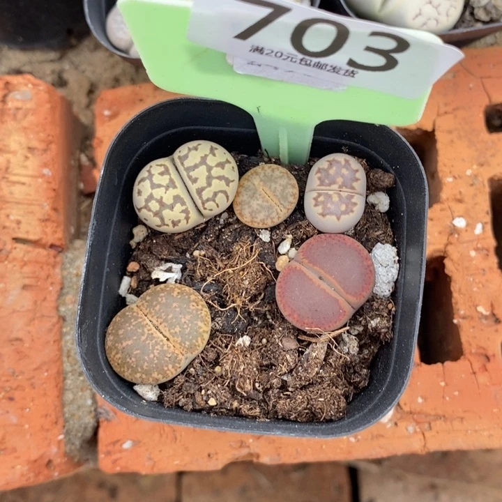 壹***五生石花是什么鬼东西703