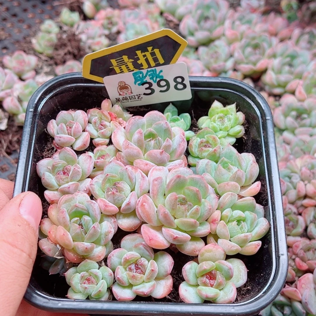 多肉植物多肉植物