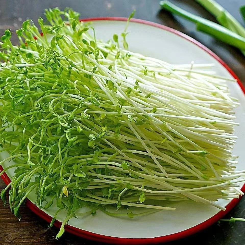 【产地直发】新鲜豌豆苗纯水培豌现摘现发可清炒火锅凉拌豆苗新鲜