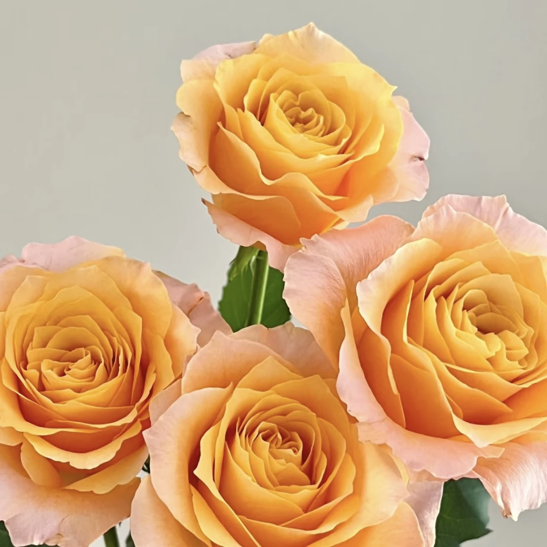 【迪瑞特联】破晓单头玫瑰（只发新疆顺丰包邮）