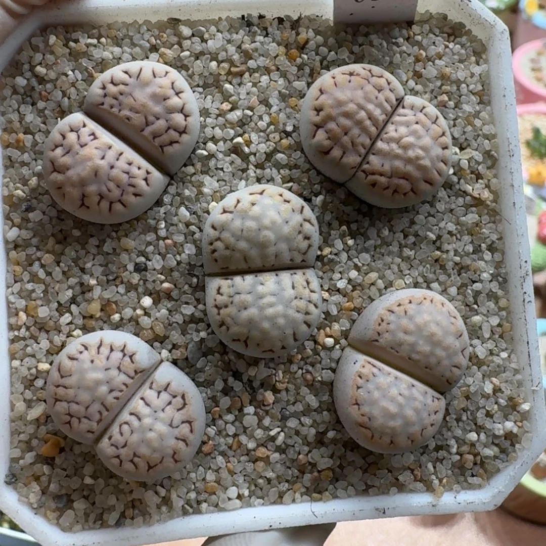 菠***~1215-025饼干饼干215