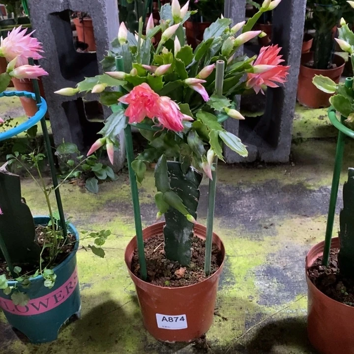 大部分花苞少量开放874嫁接2099