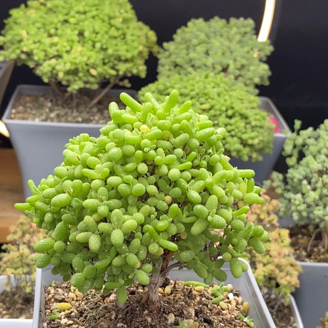 687蜜橘。