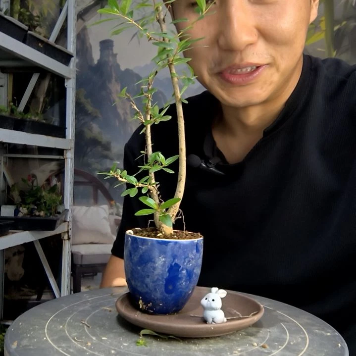 〽*中青园艺一物一拍126