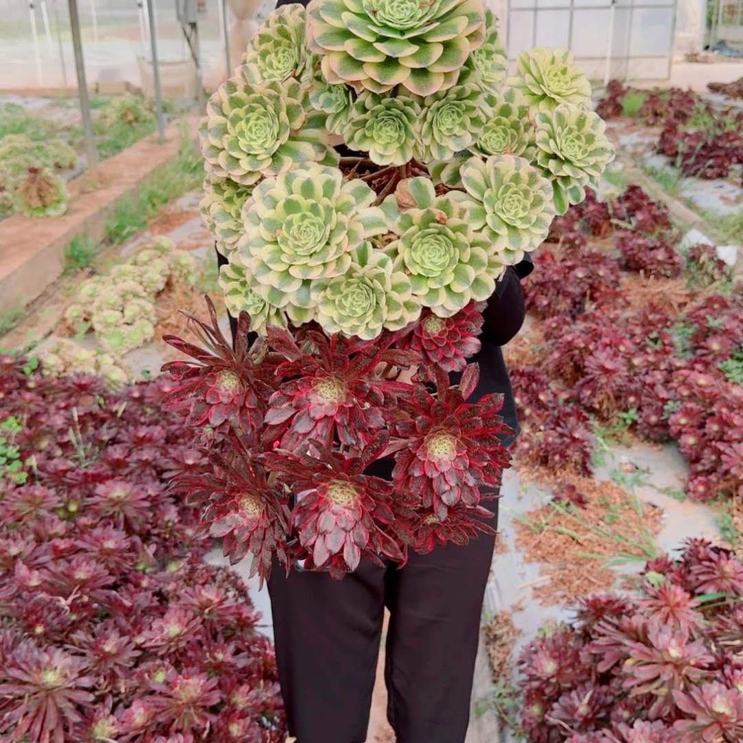 七彩绿豆沙两棵不包断枝