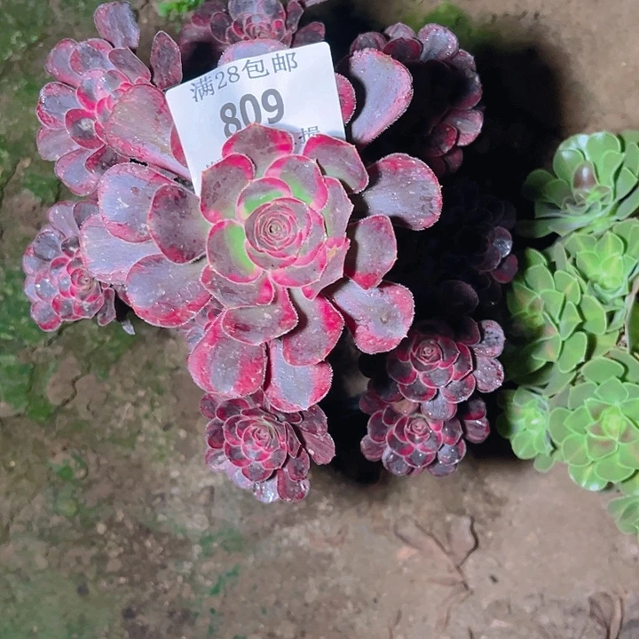 809丽娜多肉植物保护