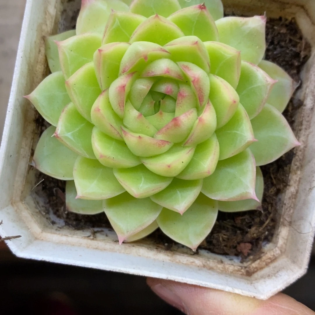 精品多肉一物一拍不包整274