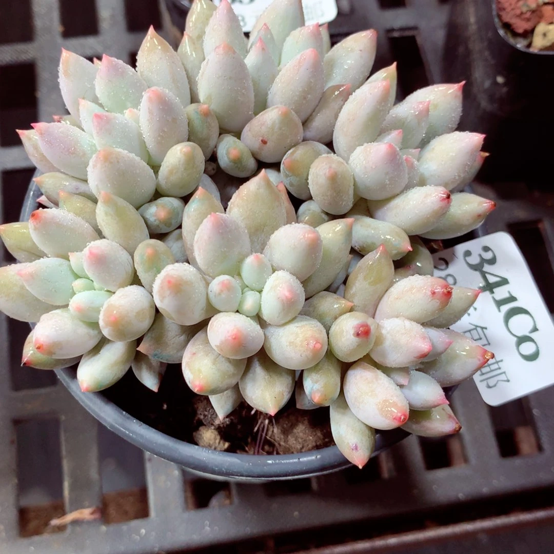 5厘米盆精控多肉341