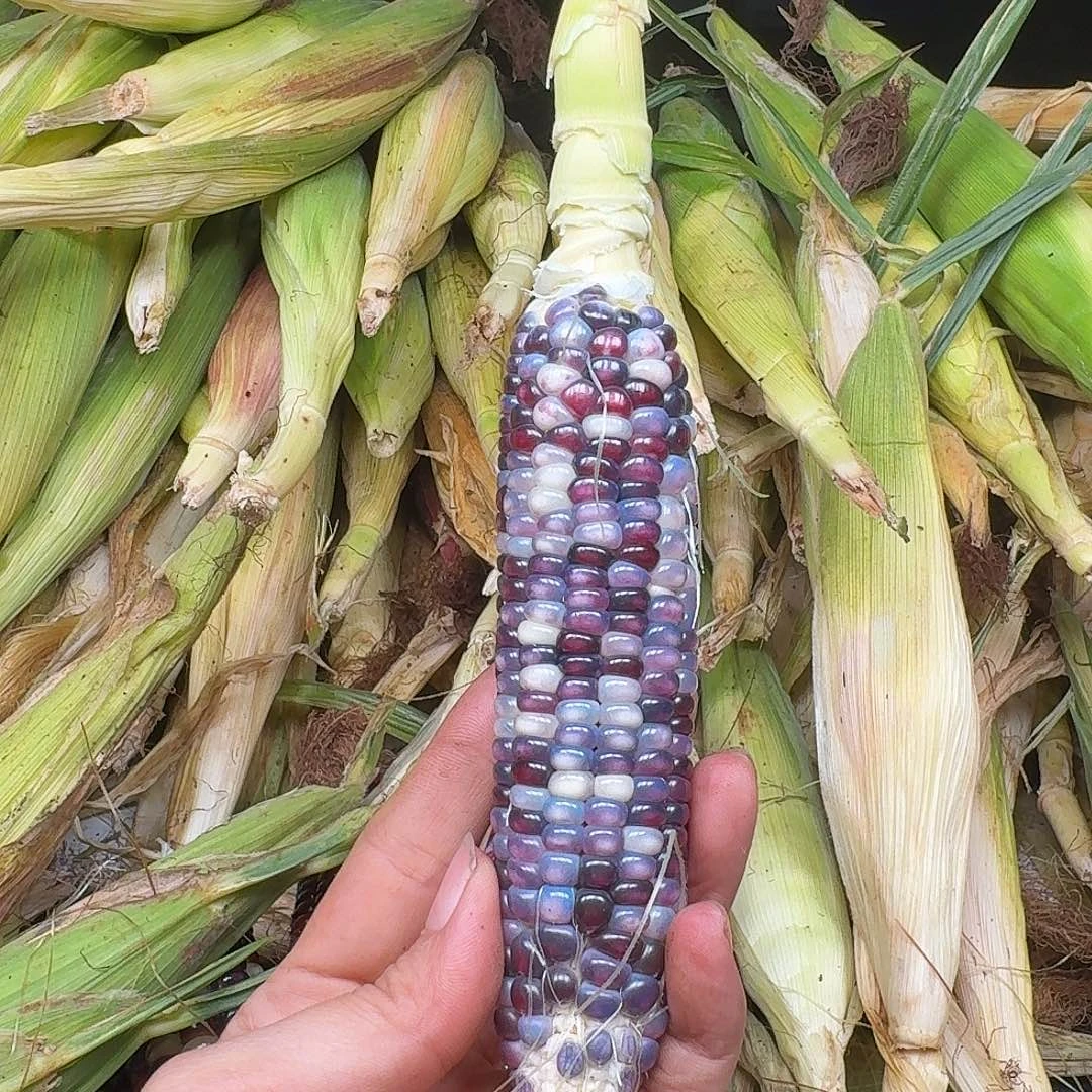 h***i梦之城文玩玉米梦宝1号