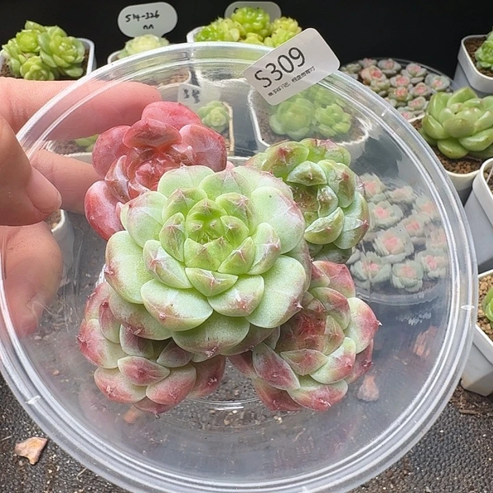 一物一拍一组808-309