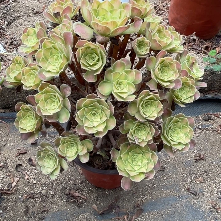 194号韶华多肉植物