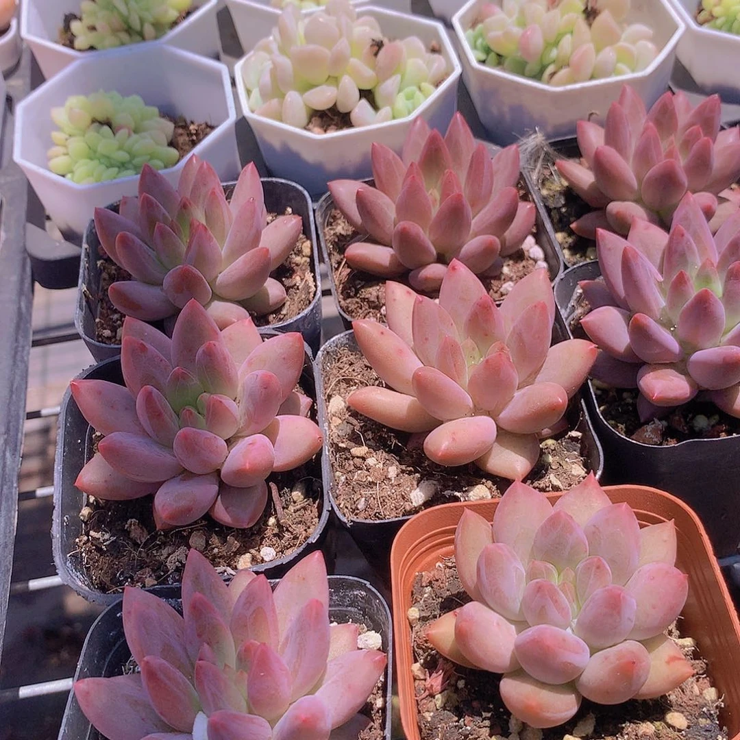 两颗水晶球235667788899