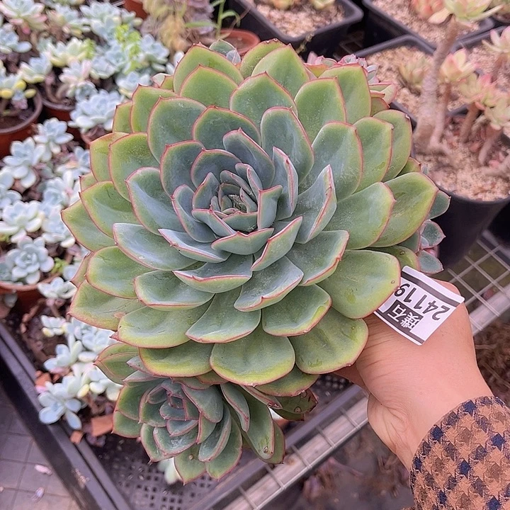 晨露24119多肉植物