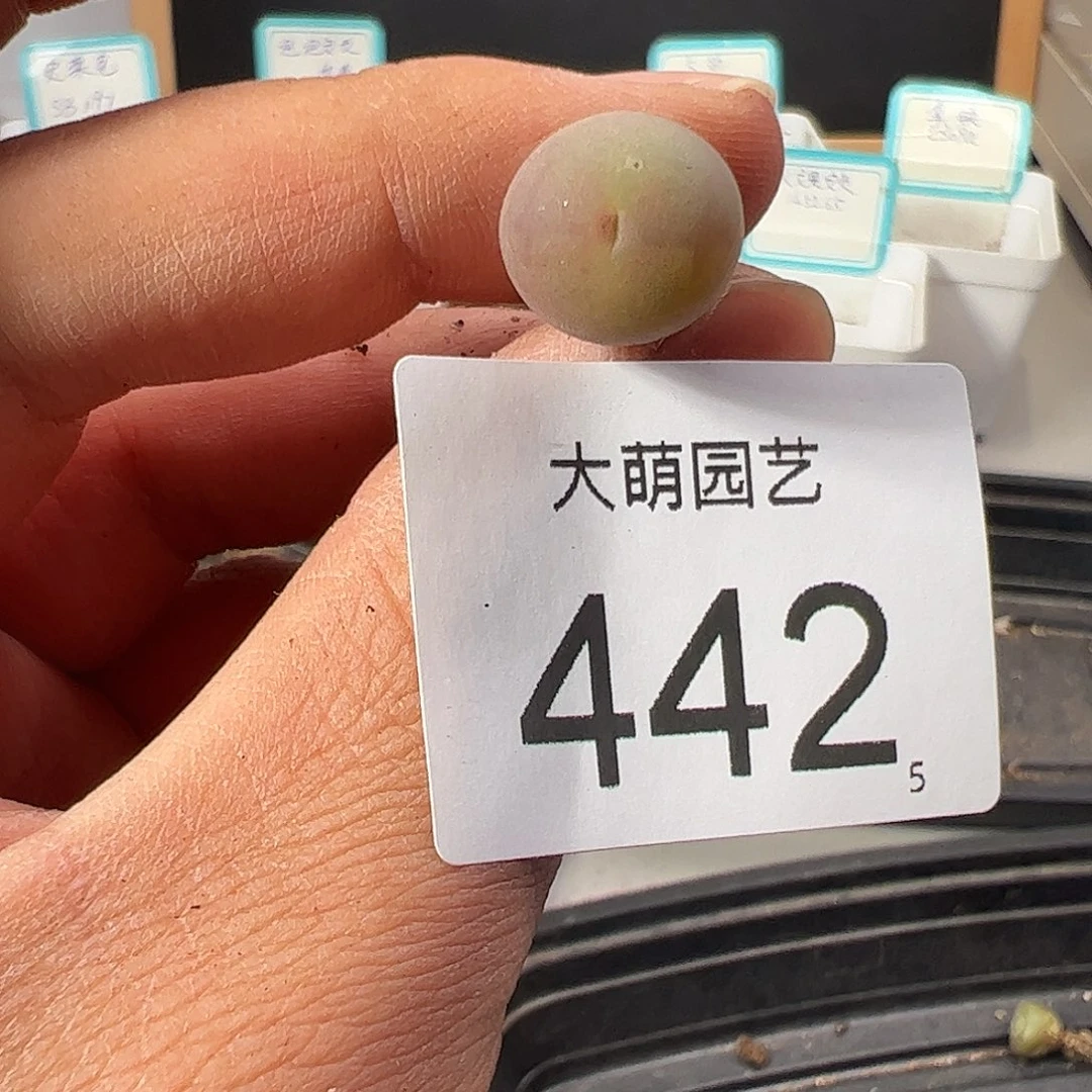 0000442 一物一拍……