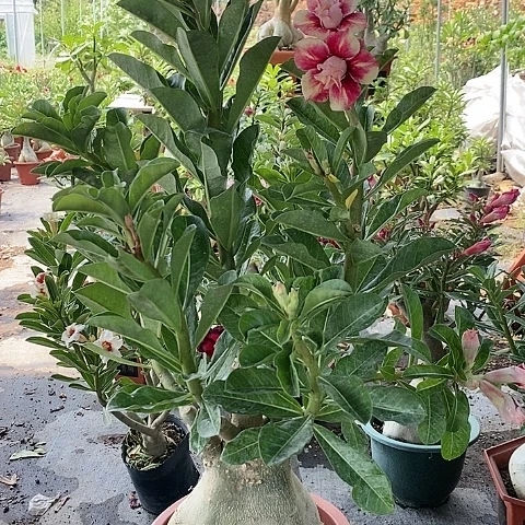 【闪购商品】无花朵豪***对