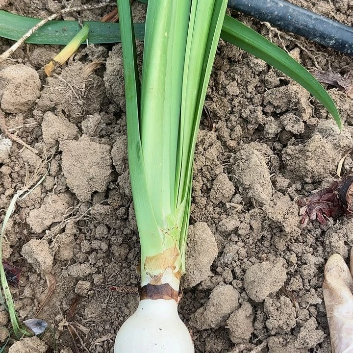 无花朵淘淘包对版不包养护