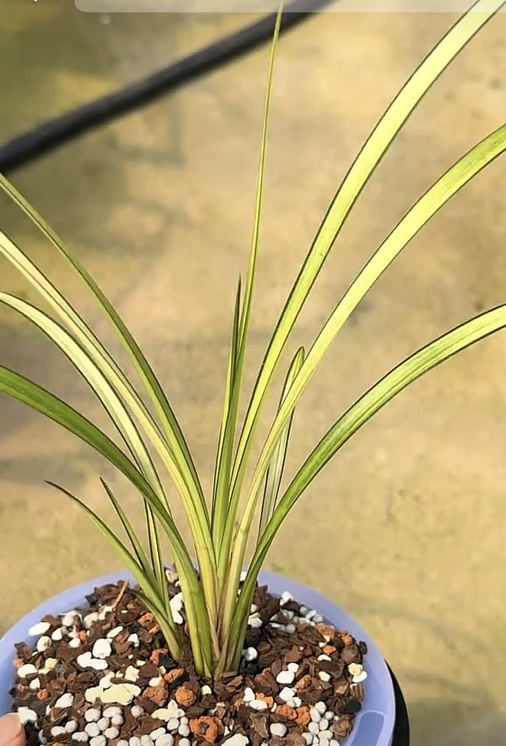 龙鳞-秋芝组培苗-硬化一年-1苗-人工养殖