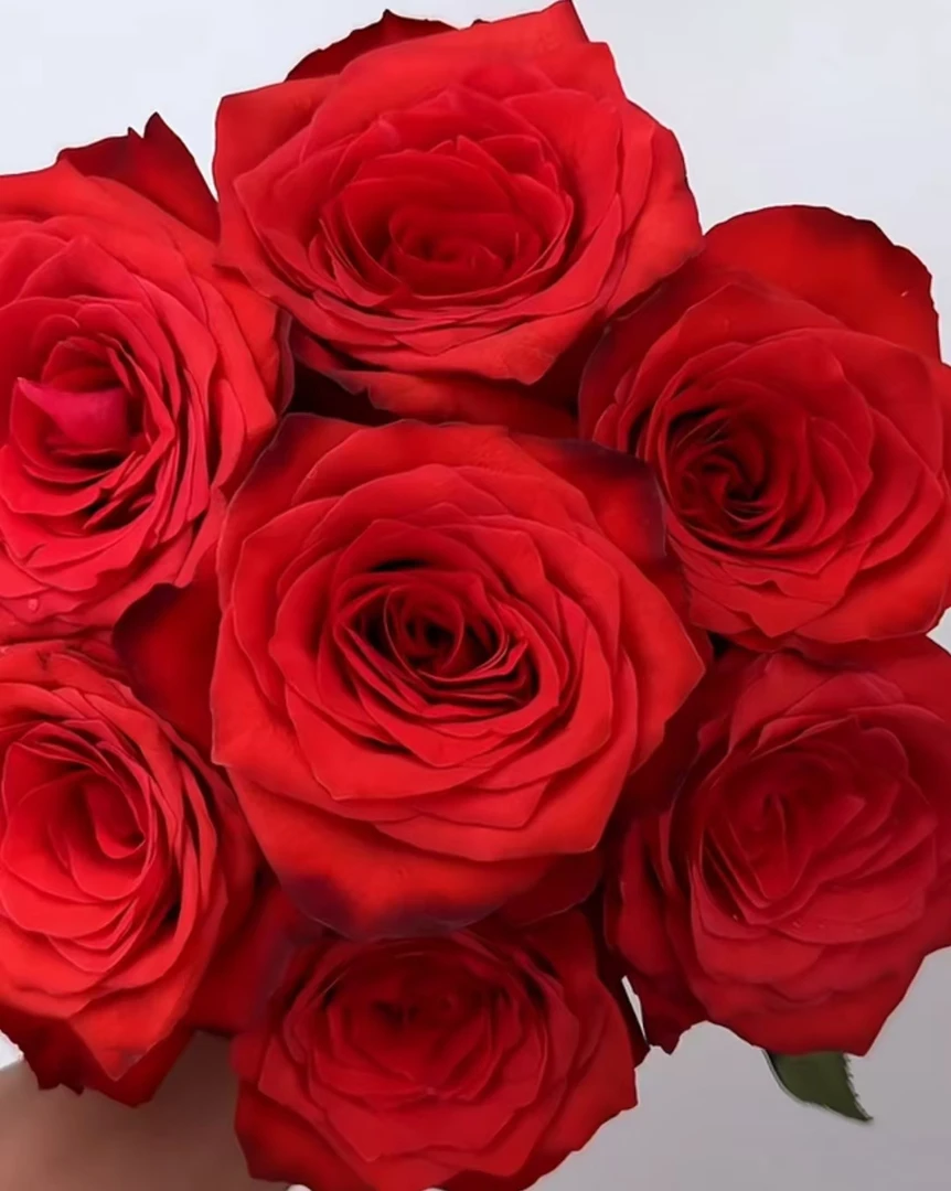 布罗莫  新品根接大苗四季灌木月季