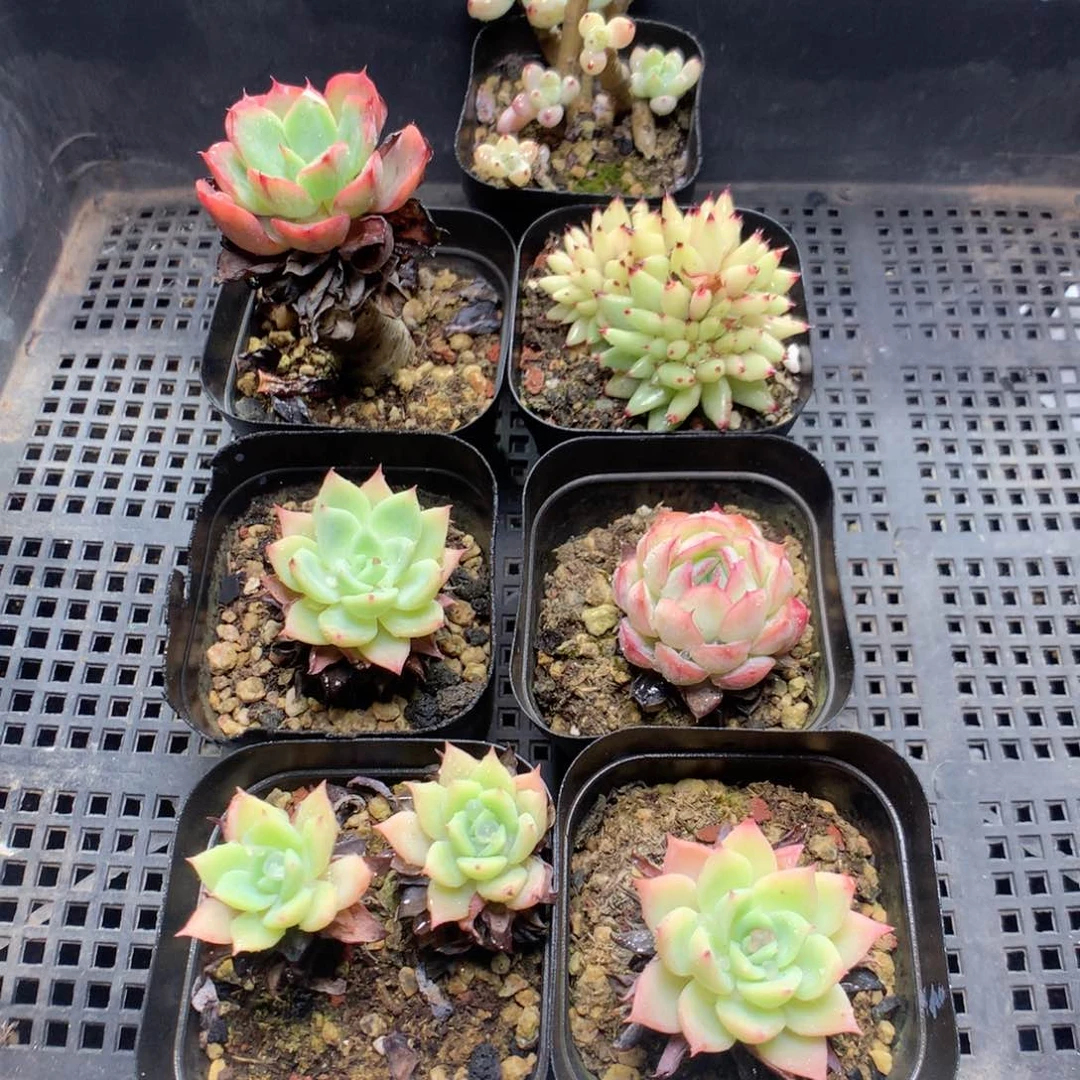 无花朵S28英语英语英语英语