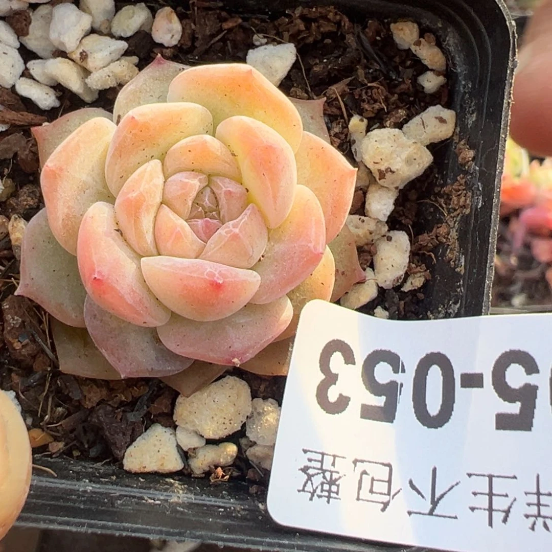 小*?小卡拉米糖心一物一拍5-53