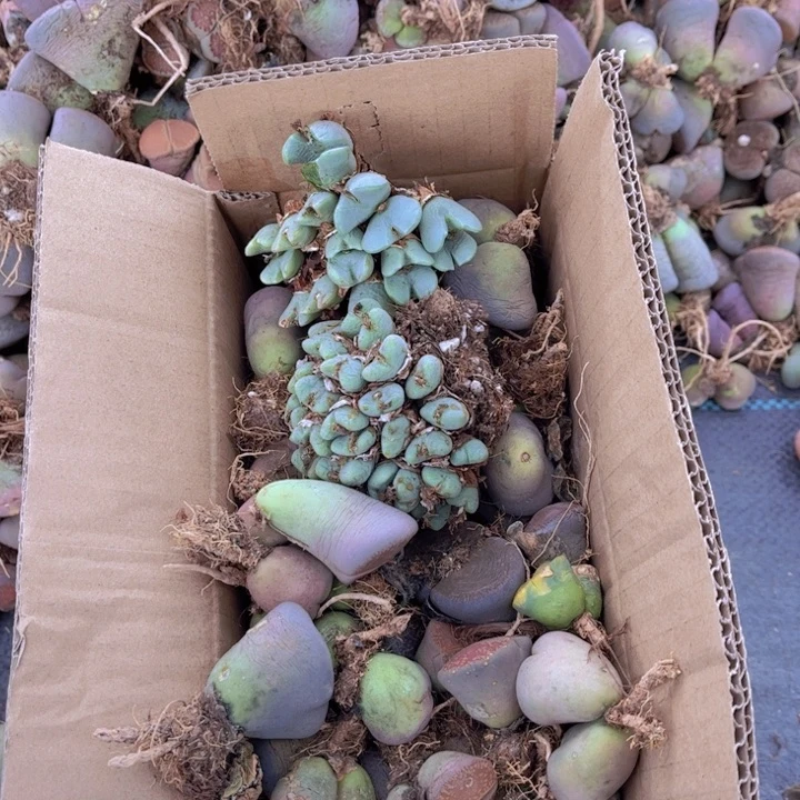 一箱母本888888888888