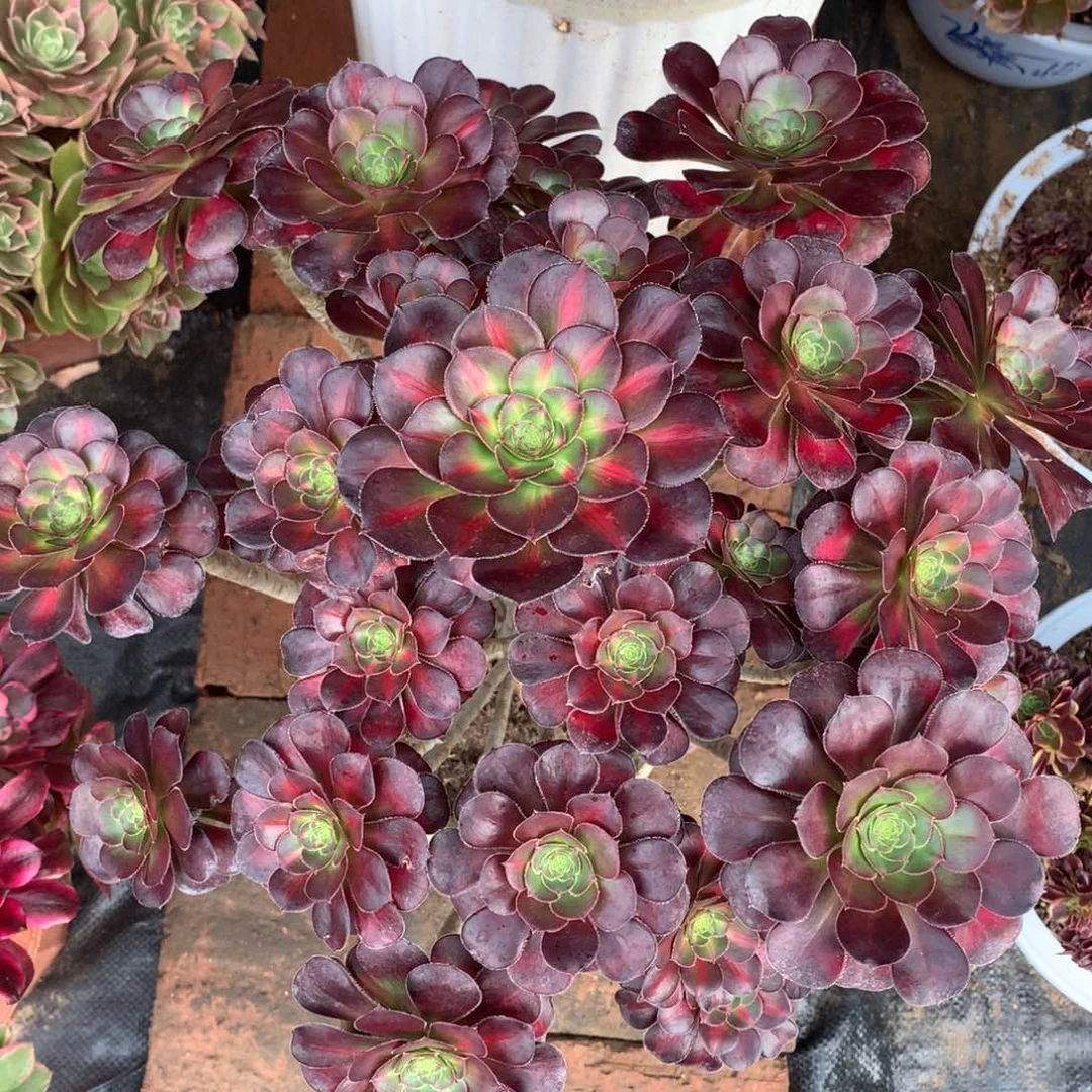 厚叶晚霞，多肉植物