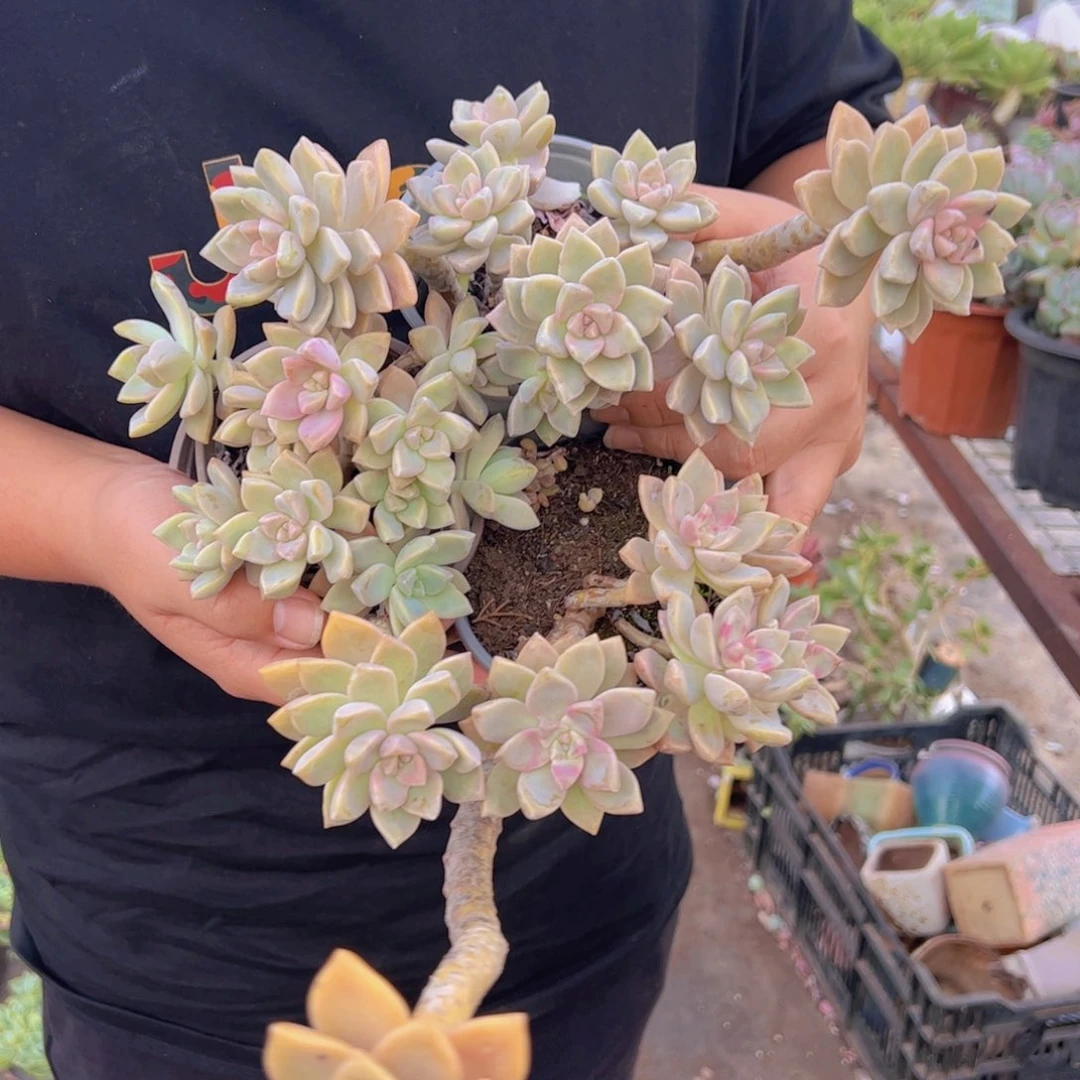 淡雪整装整群三盆，120杯