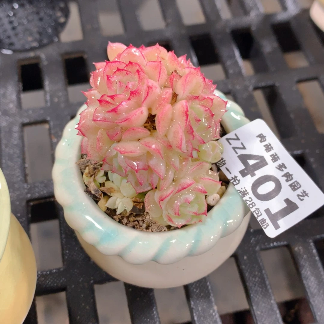 肉萌萌拇指盆精控多肉ZZ401