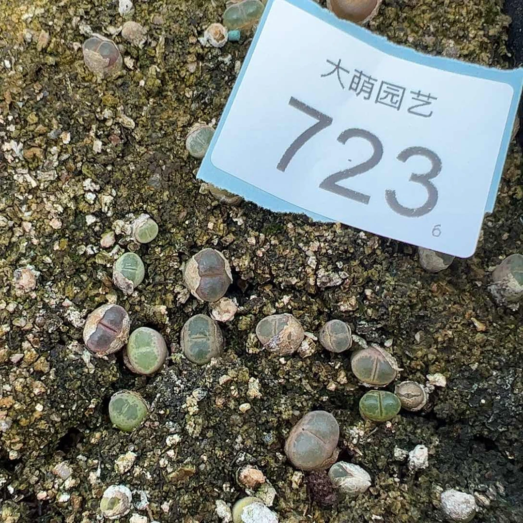 0000723量拍A1风铃3颗粉胖虎尺寸不大