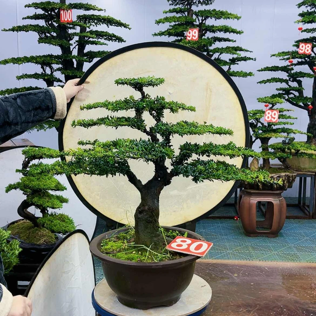 【闪购商品】罗汉松盆景艺术展等