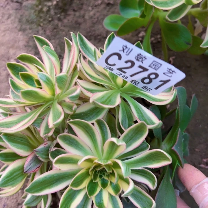 为**醉青莲多肉植物法师2781