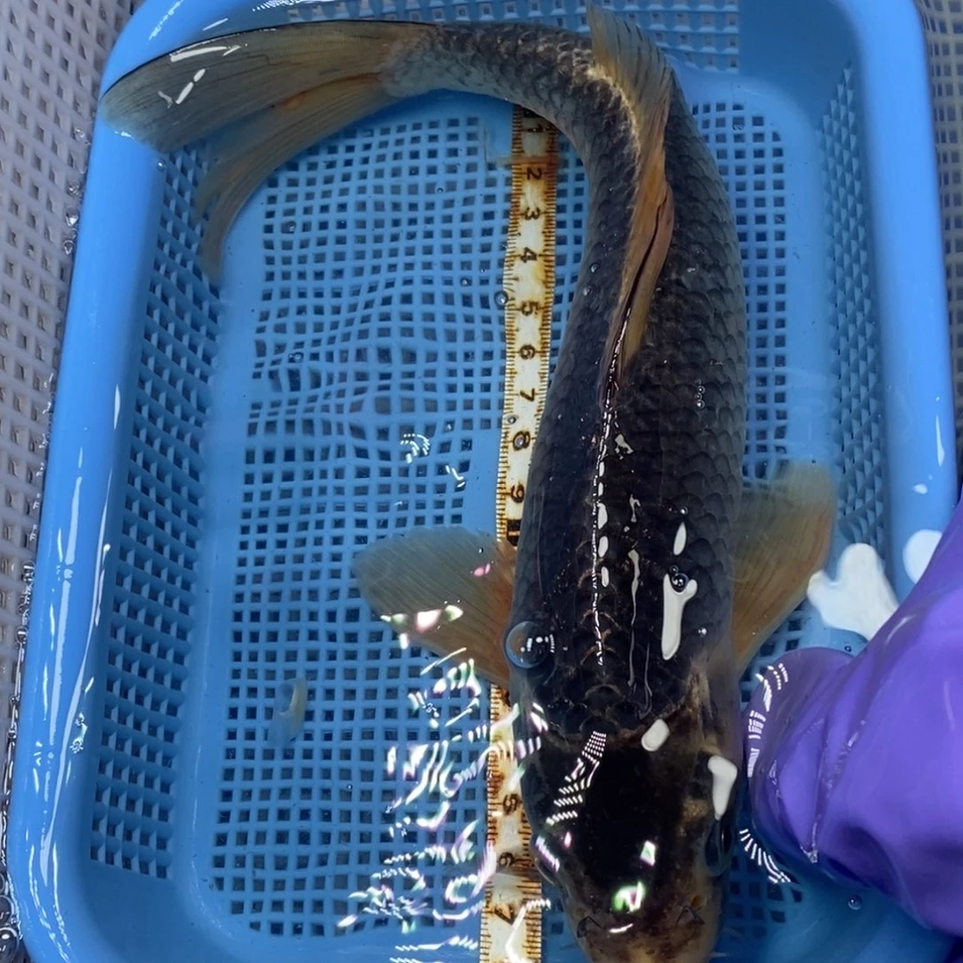 锦鲤冷水锦鲤包邮
