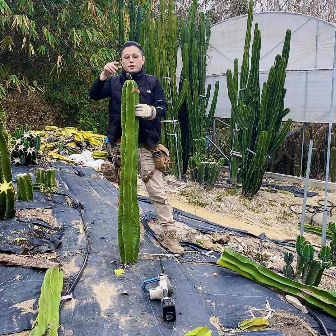 用****凰7299秘鲁苹果130厘米无根