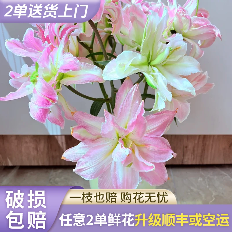 【源头优选】吉塞拉重瓣香水百合花水养插花用云南直发鲜花