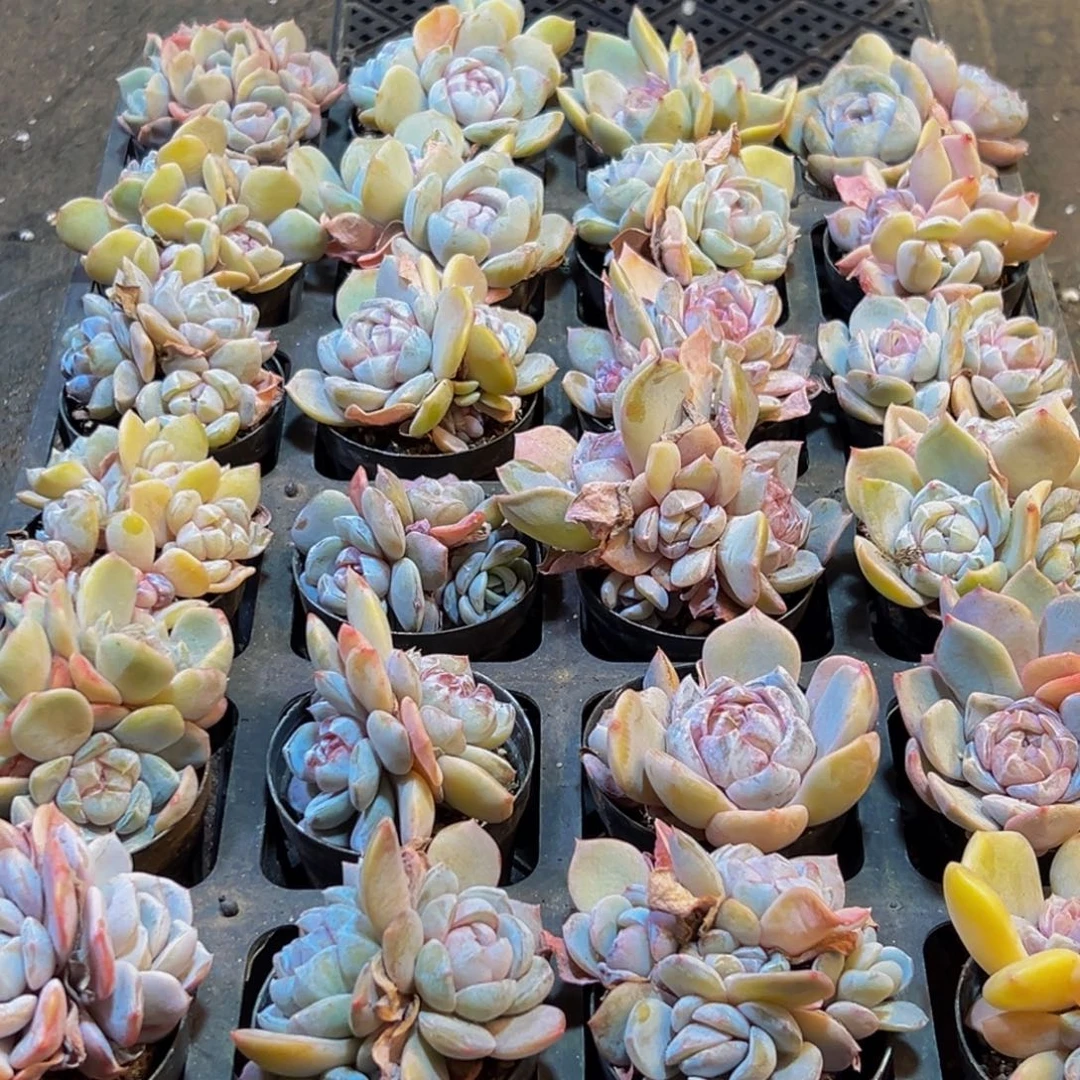 485多肉葡萄的味道真的是很不错