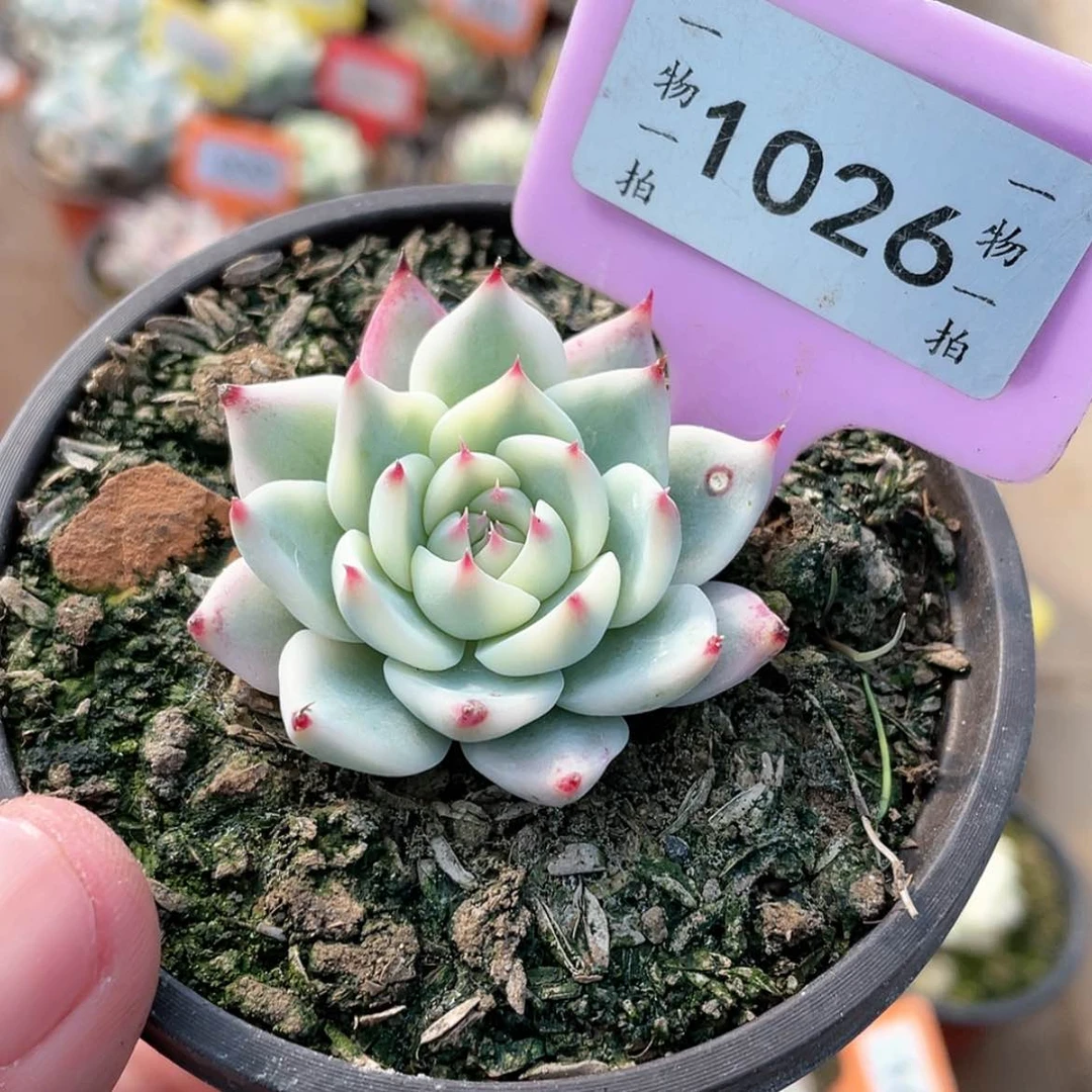【闪购商品】1026号