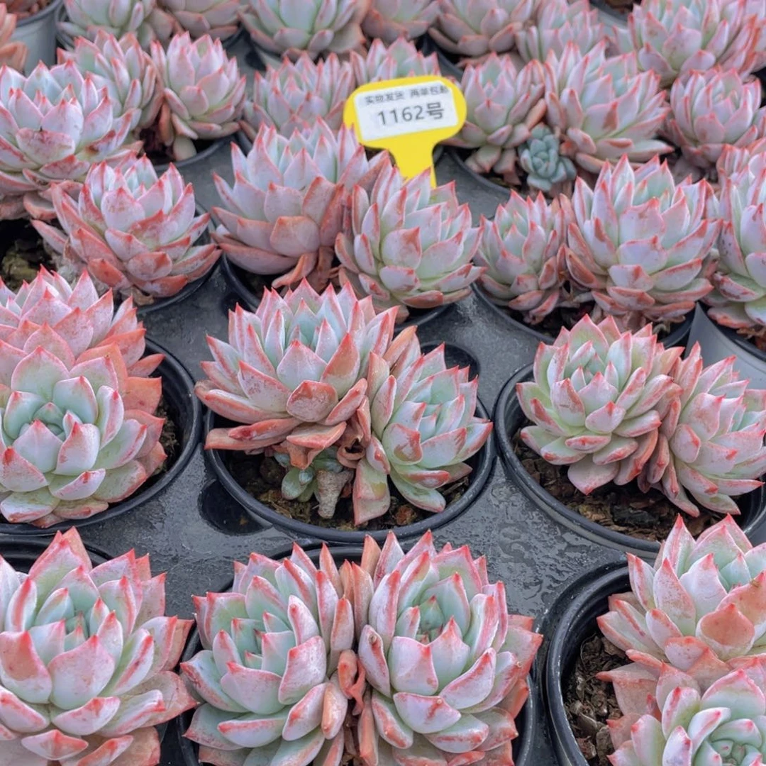 1162号 韩版粉蓝鸟大双头一个