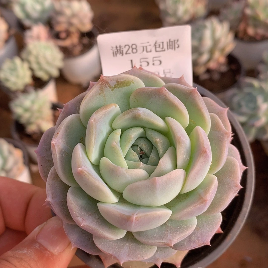 【闪购商品】云155号