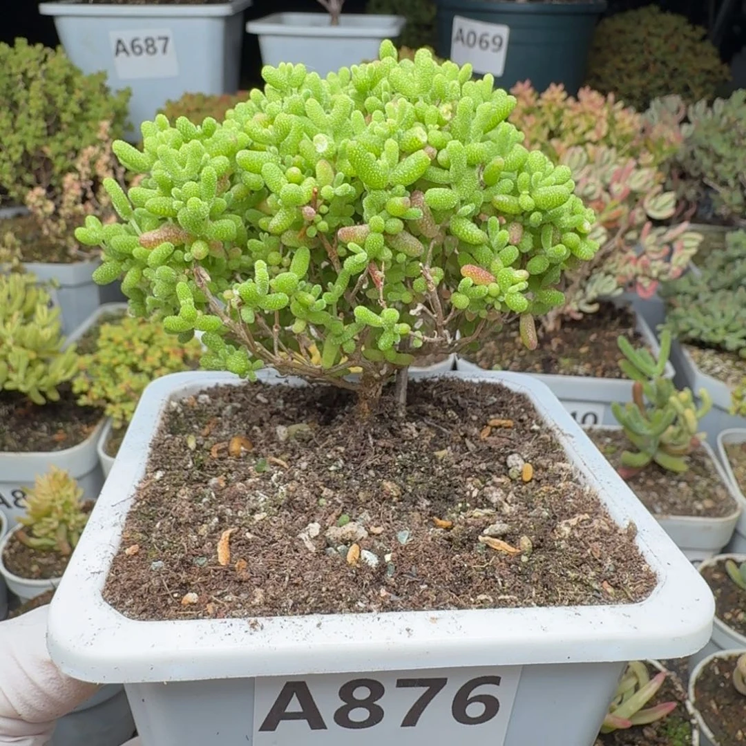 A876蜜橘糖球枝干