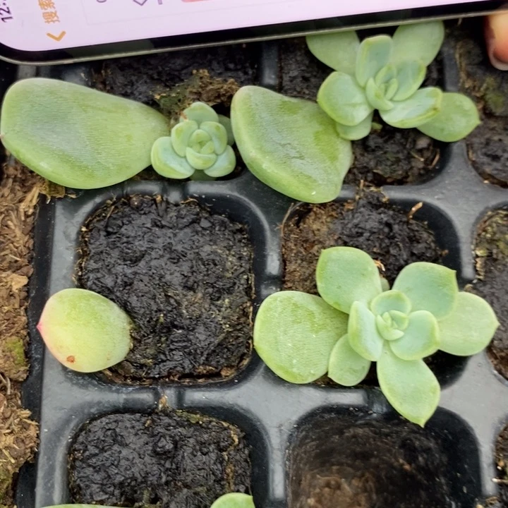 钻石珍妮碗芽苗一个多肉