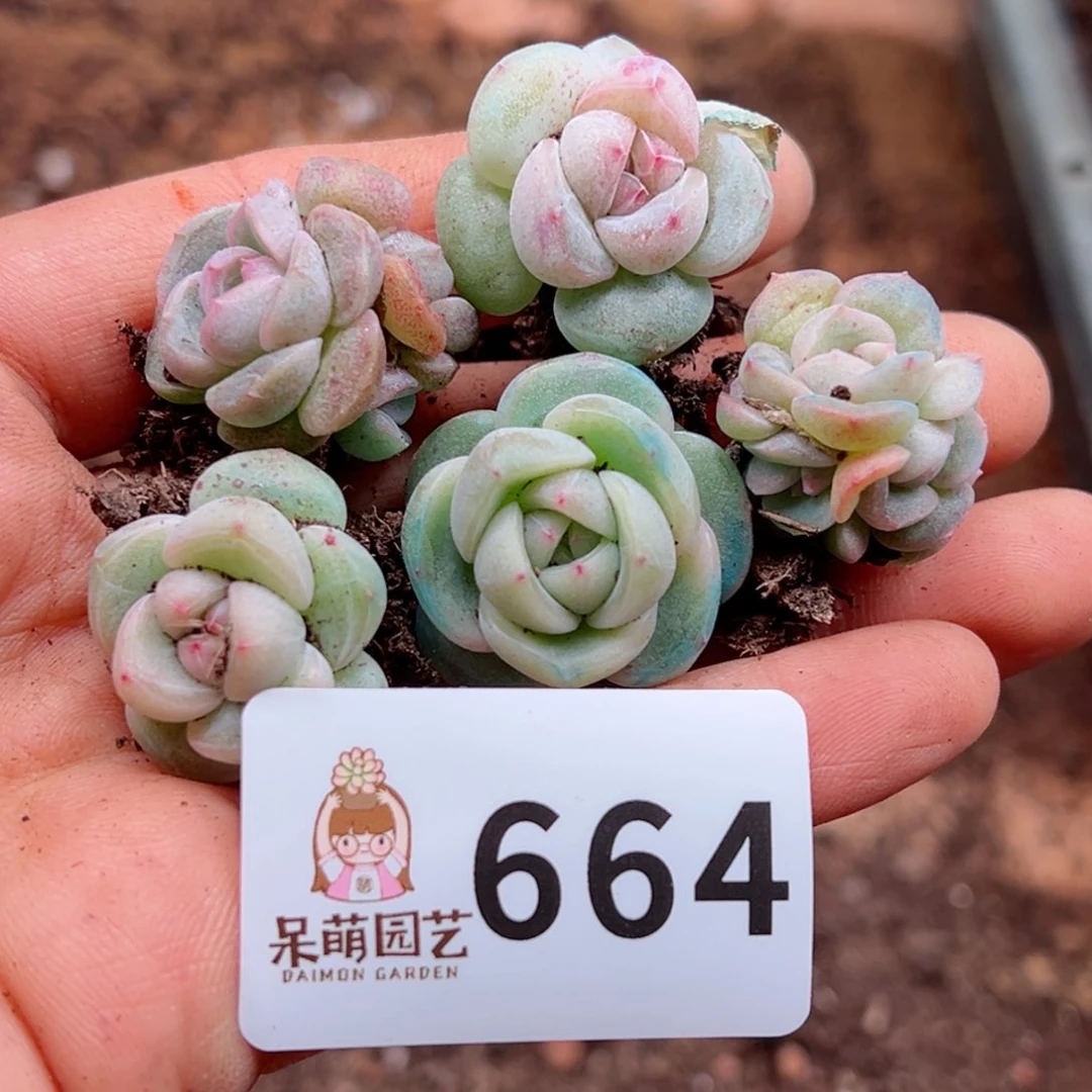 多肉植物多肉植物