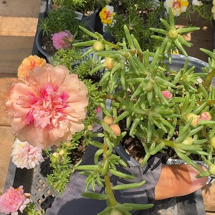 量拍草莓甜心不售后超小苗花色会变盆口11