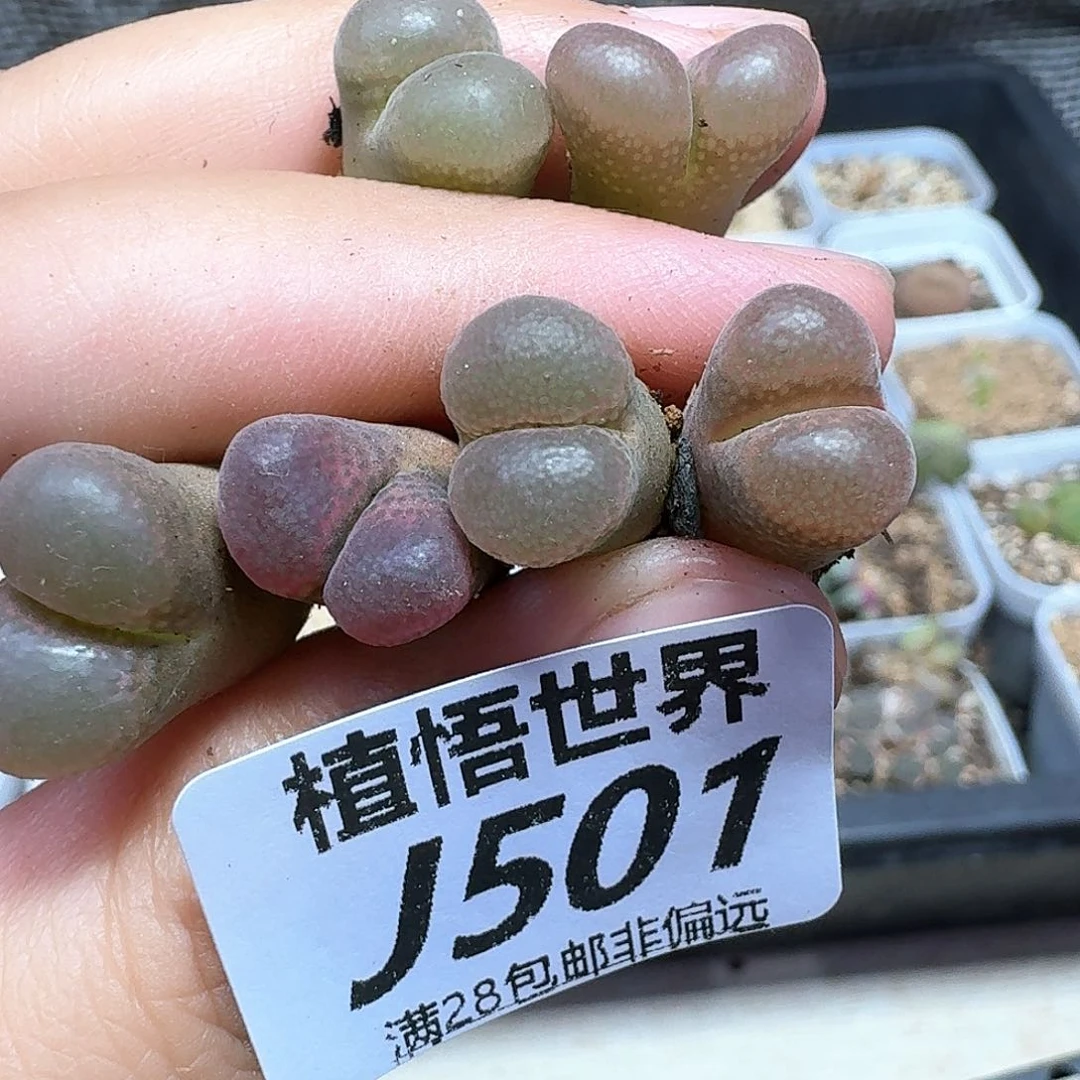 多肉植物的润泽vv b