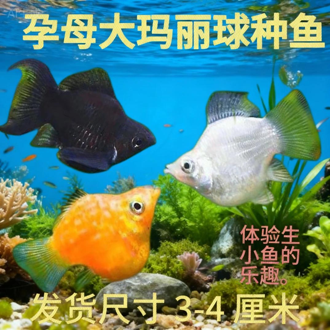 新手好养带胎玛丽球小型热带观赏鱼活体可混养耐活观赏鱼